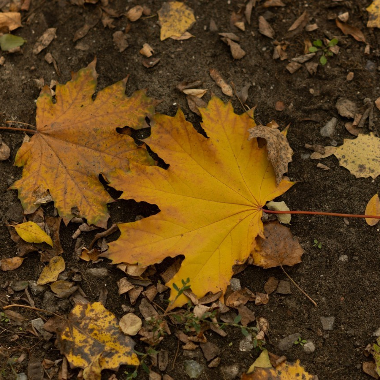 Отзывы. Фотограф в Донецке. Детские и семейные фотосессии 🫶