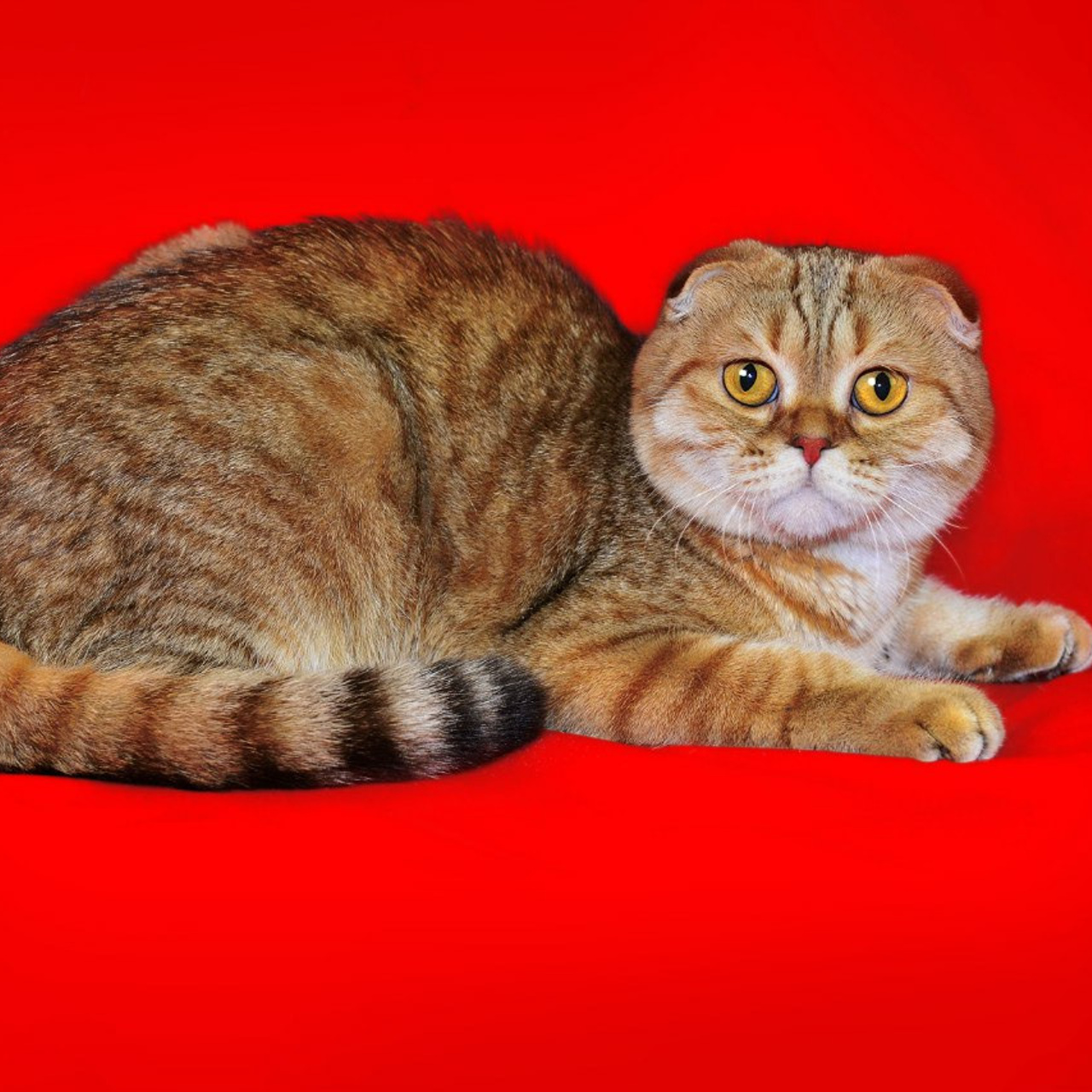 Отзывы о работе фотографа Сергея Пересвета в Москве. Ваш фотограф на праздник в Москве, Раменском, Жуковском, Люберцах