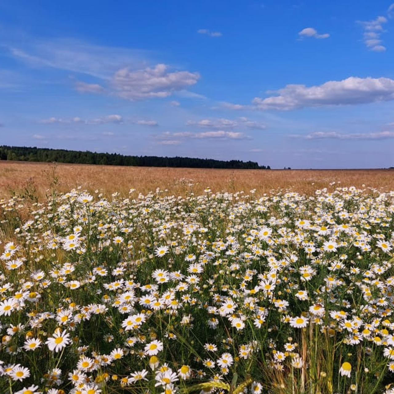Отзывы о съемке выпускных альбомов