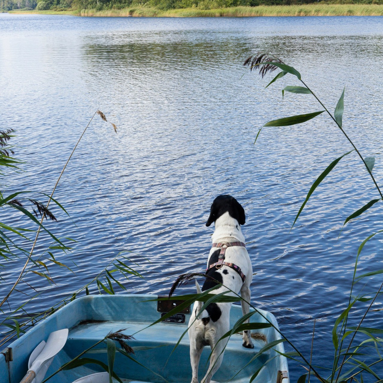 Отзывы фотографа Самуила Дяк. Samuildyak
