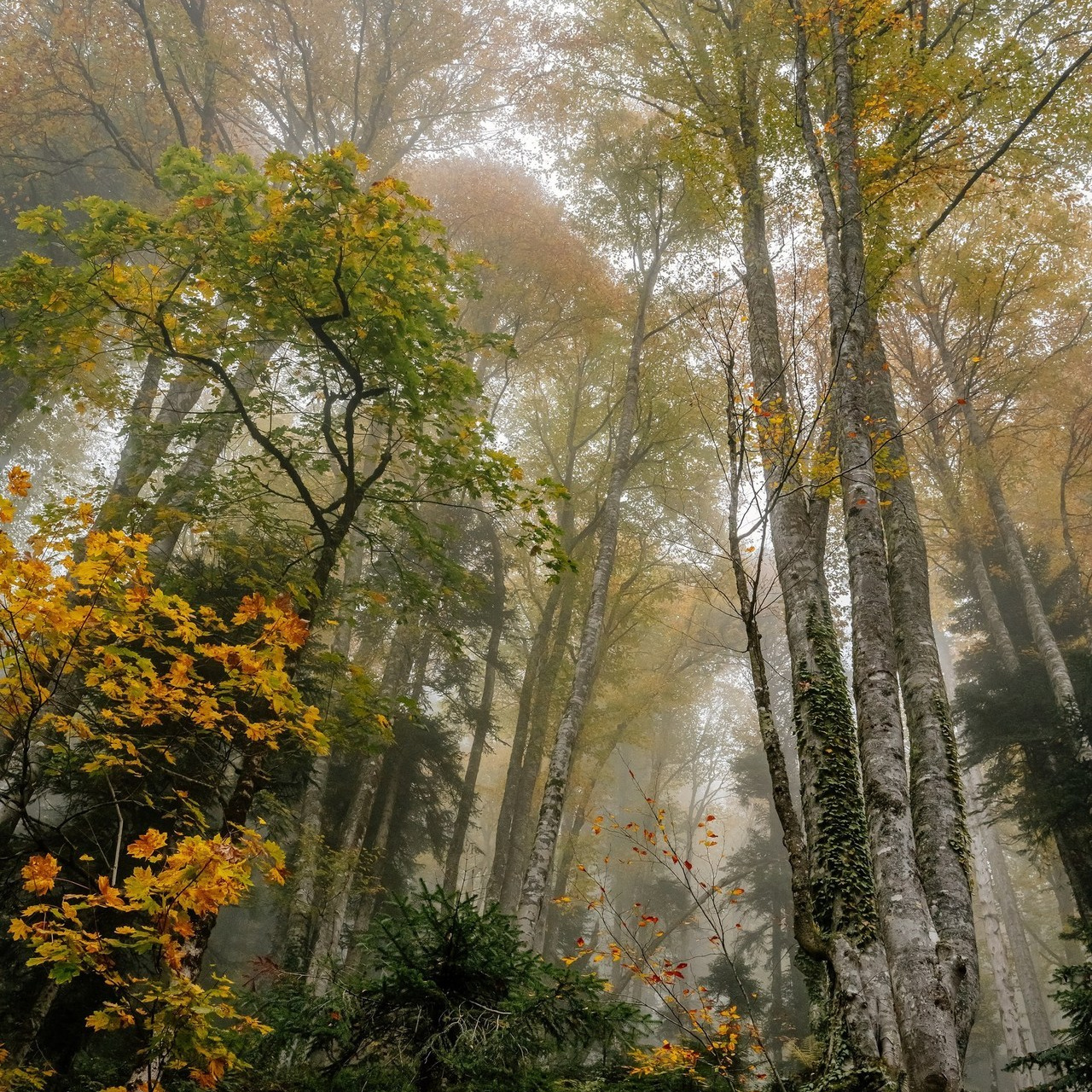 Отзывы. Свадебный и семейный фотограф в Сочи Никита Пищов