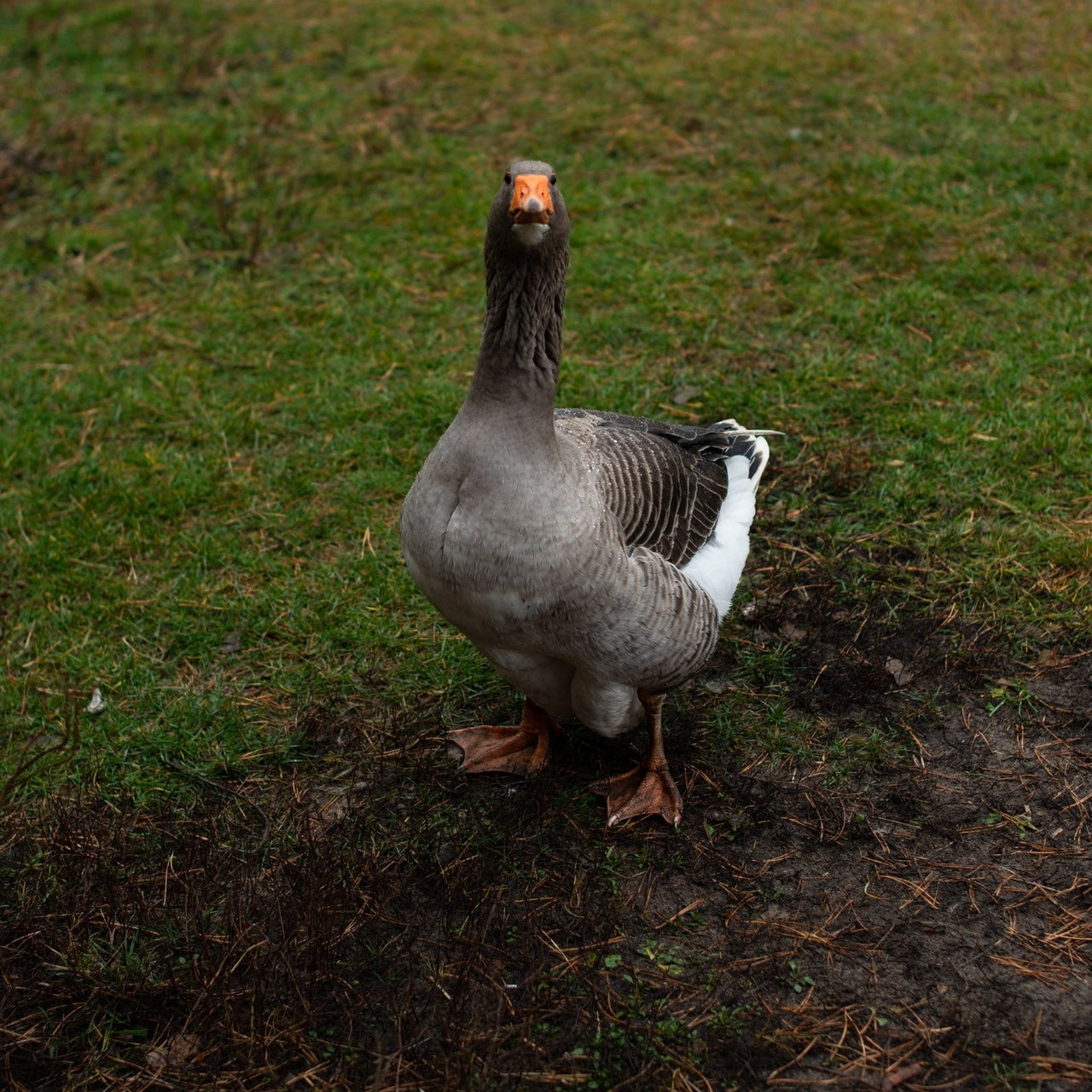 Отзывы. Конный фотограф в Саратове Юлия Иванова