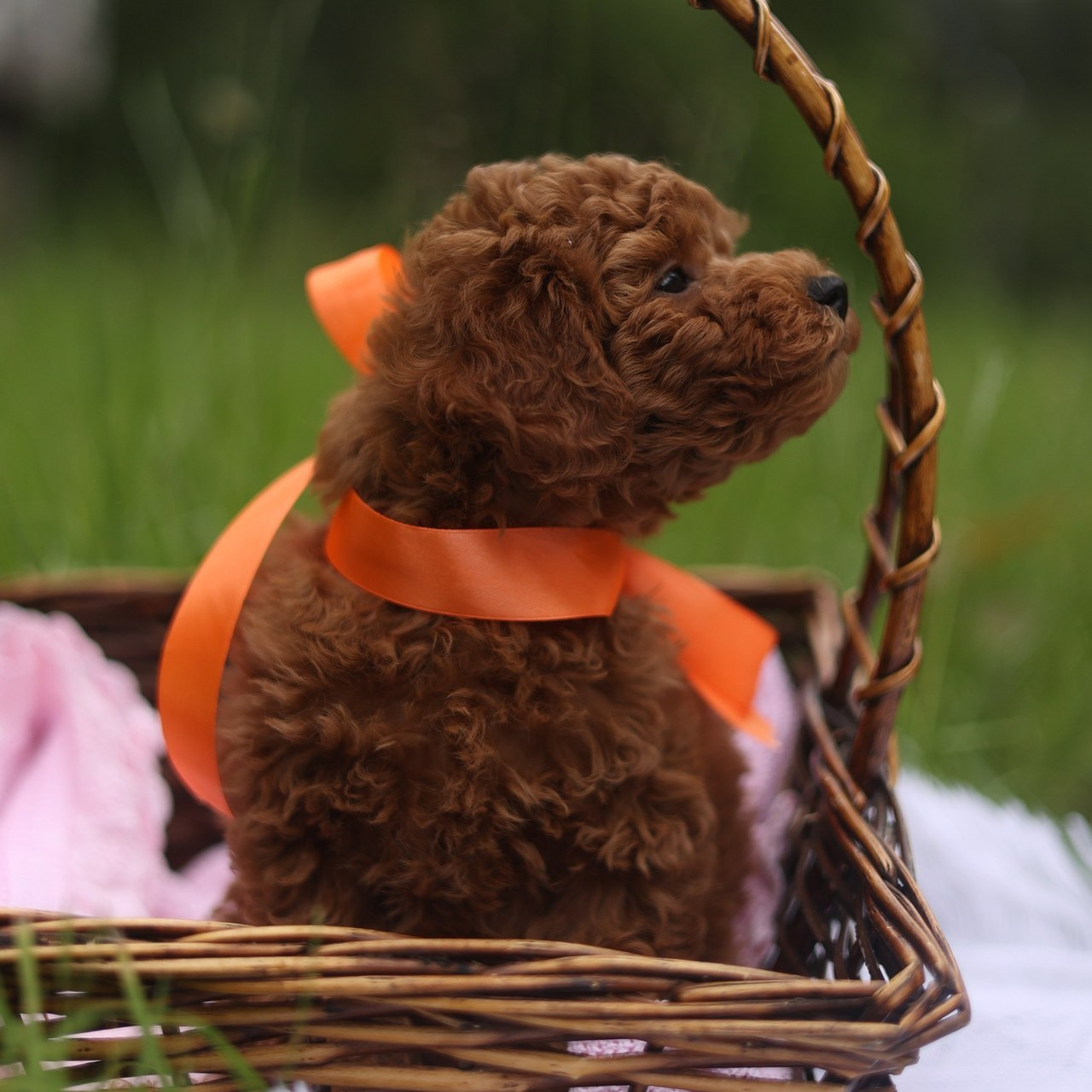 Отзывы. Фотограф Санкт-Петербург