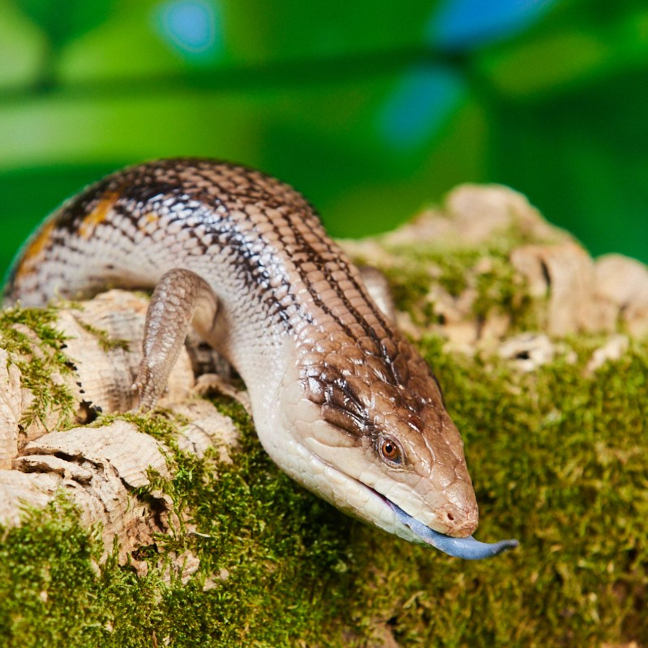 Контент для антикафе «Жучки-Паучки»