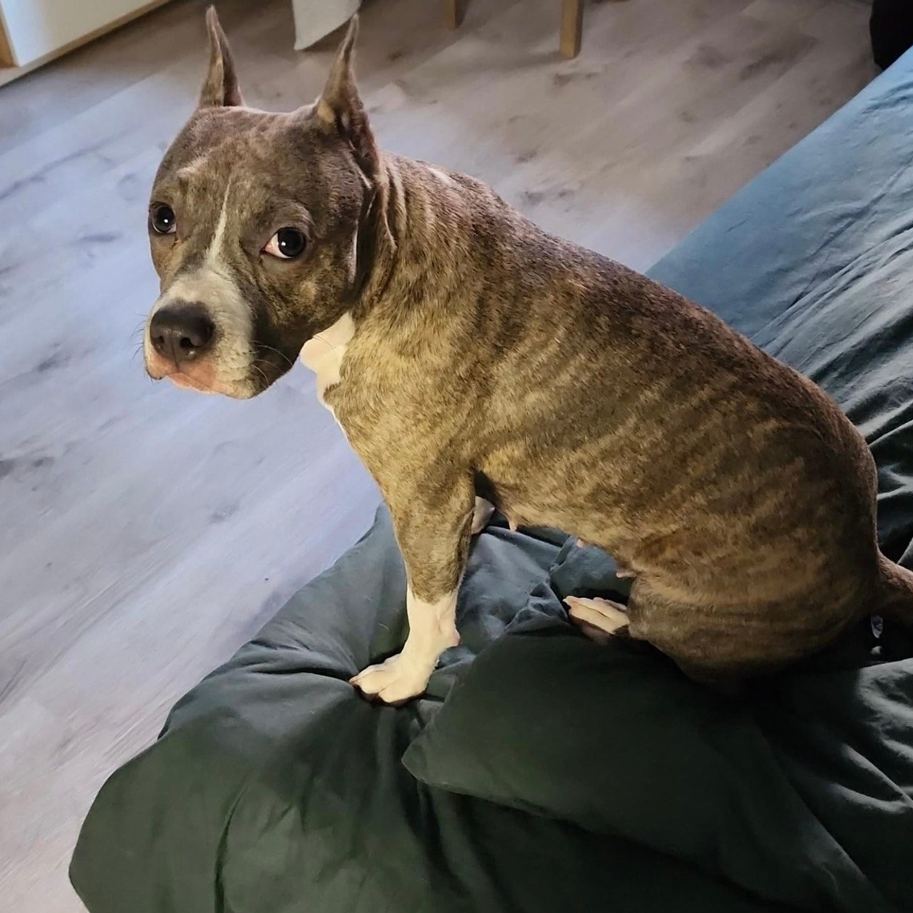 Отзывы. Питомник американских булли Bounty Pride Bully