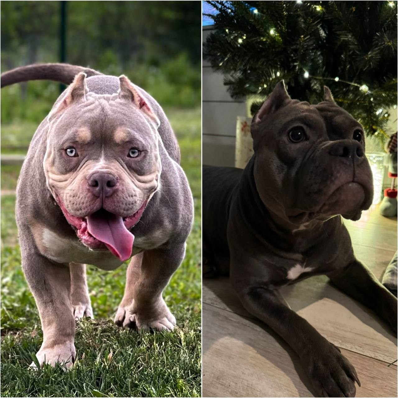 Планируемые пометы питомника. Питомник американских булли Bounty Pride Bully