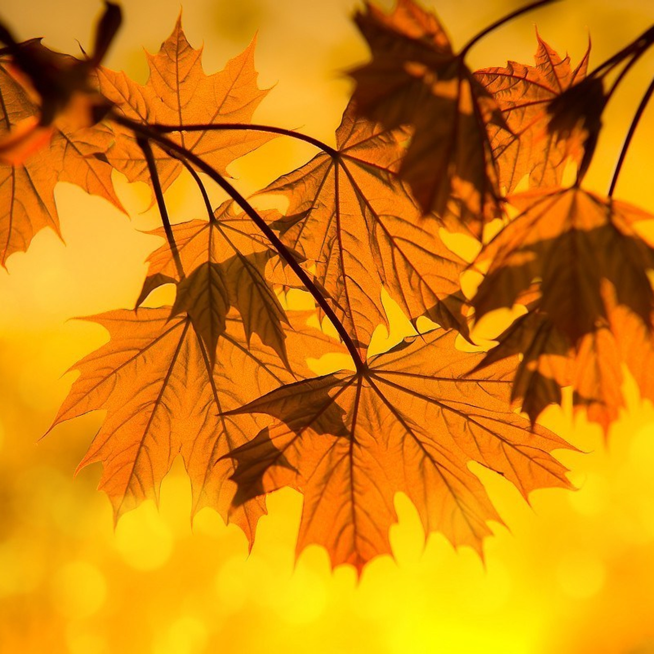 Отзывы. Семейный и детский фотограф в г. Ногинске Ангелина Хасанова