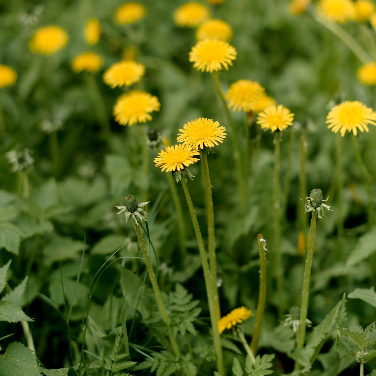 Отзывы. Семейный и детский фотограф в г. Ногинске Ангелина Хасанова