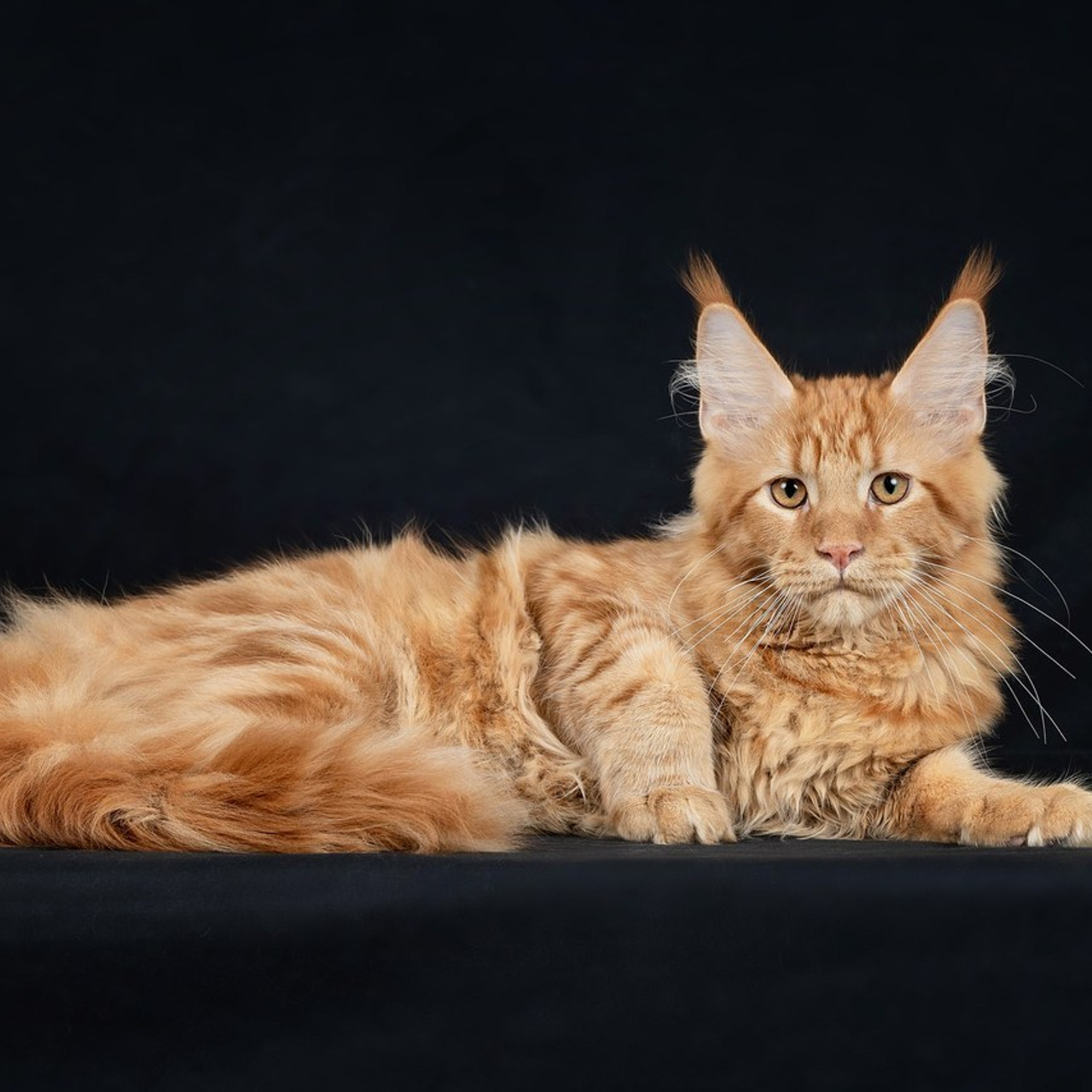 Отзывы. Фотограф-анималист в Омске Екатерина Маричева