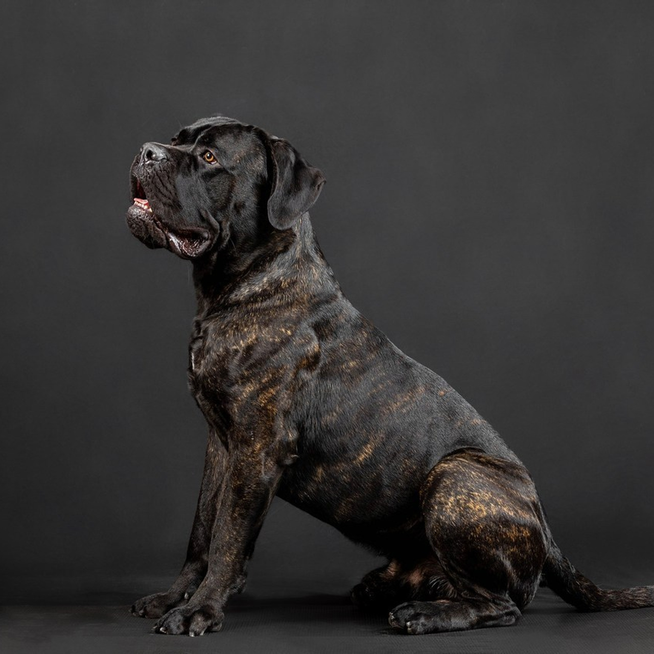 Отзывы. Фотограф-анималист в Омске Екатерина Маричева