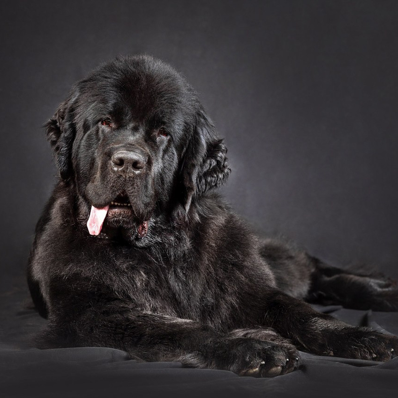 Отзывы. Фотограф-анималист в Омске Екатерина Маричева