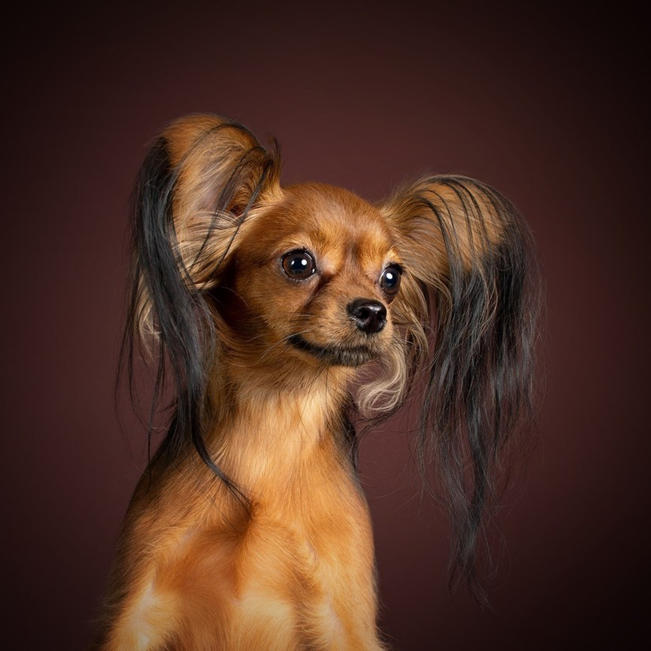 Отзывы. Фотограф-анималист в Омске Екатерина Маричева