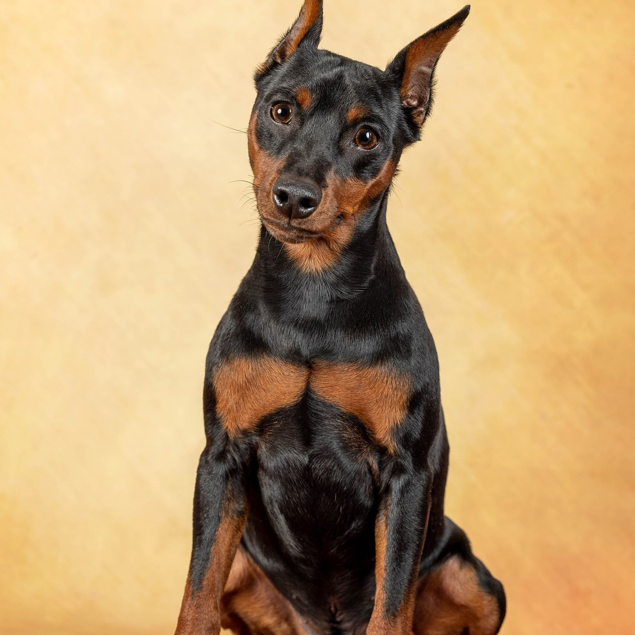 Отзывы. Фотограф-анималист в Омске Екатерина Маричева