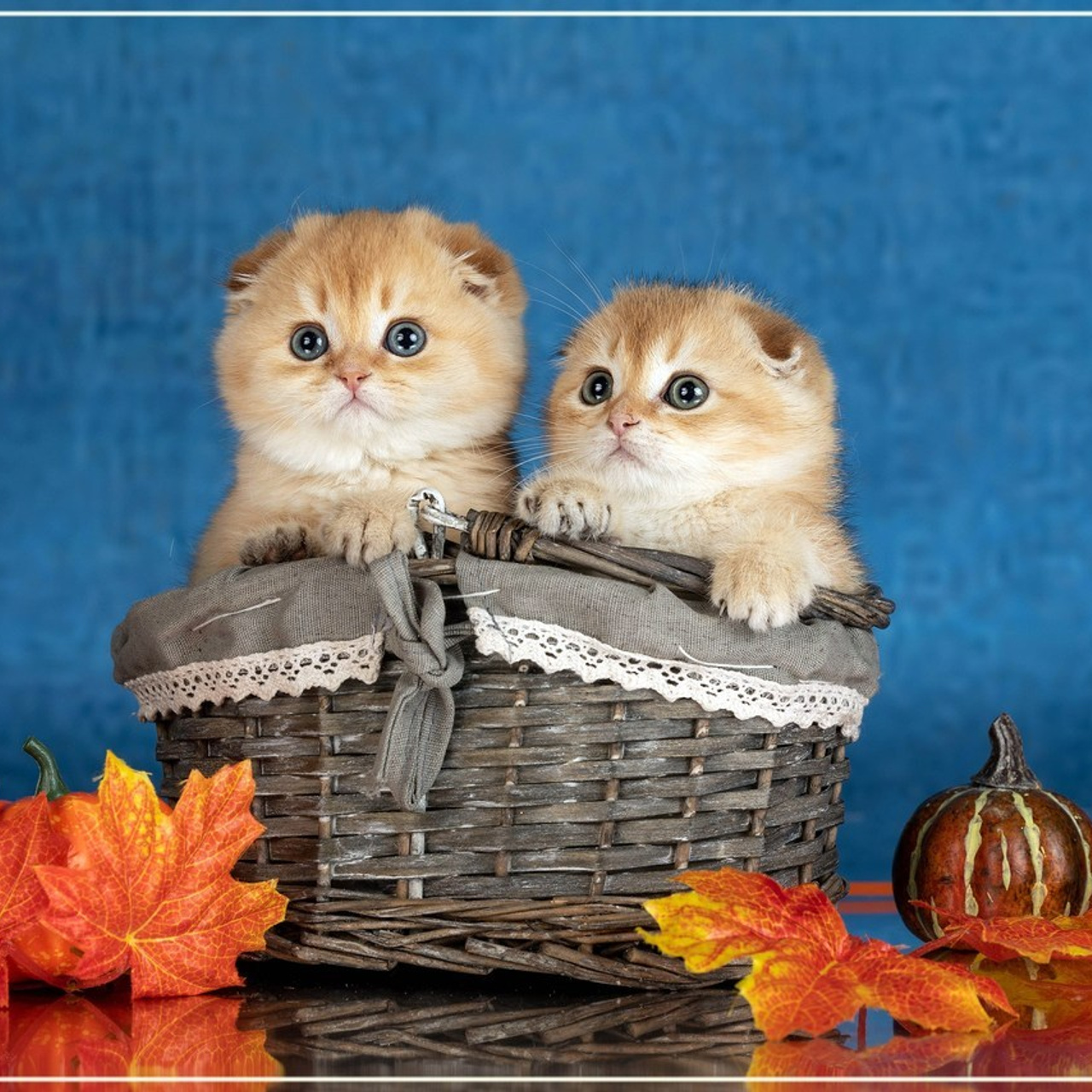 Отзывы. Фотограф-анималист в Омске Екатерина Маричева