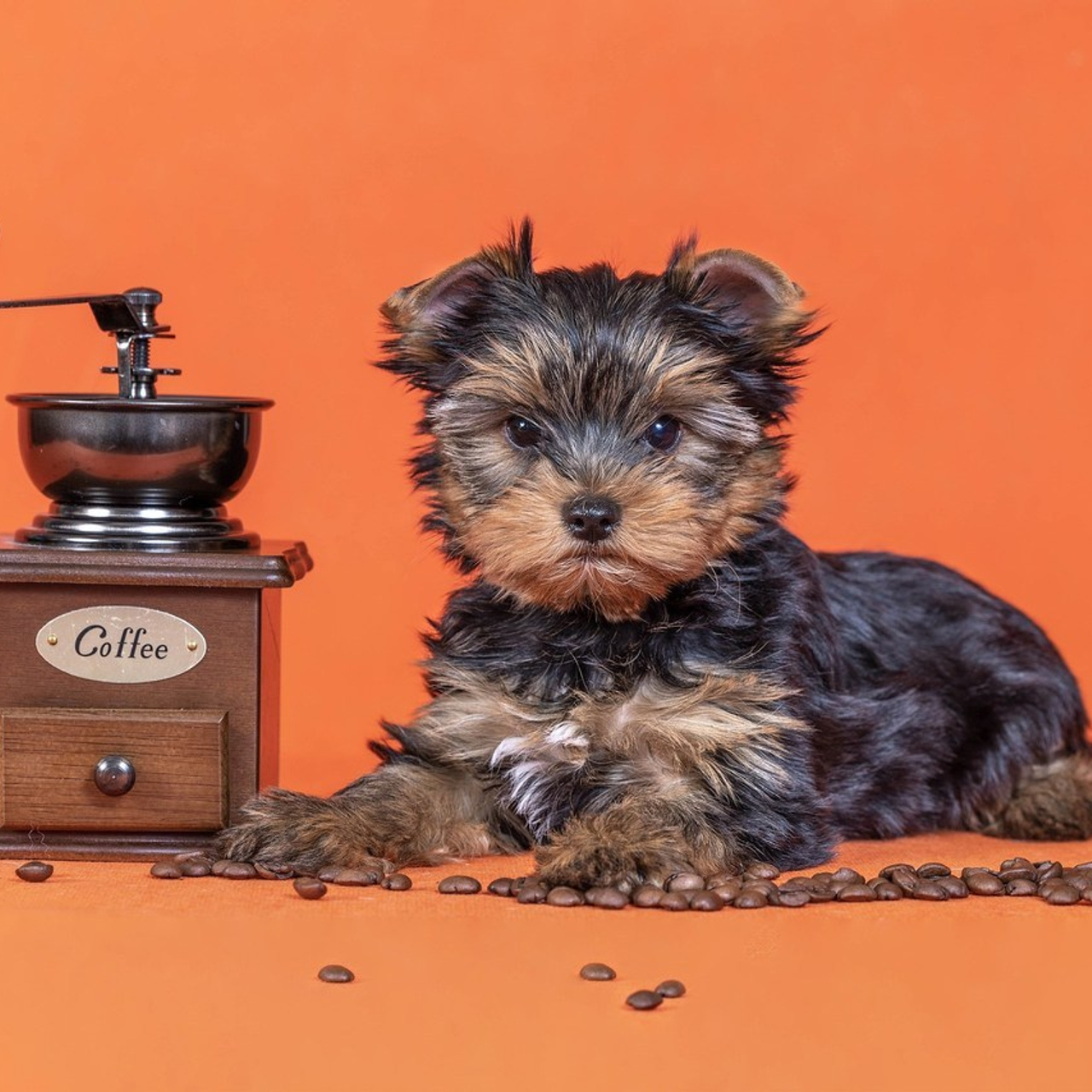 Отзывы. Фотограф-анималист в Омске Екатерина Маричева