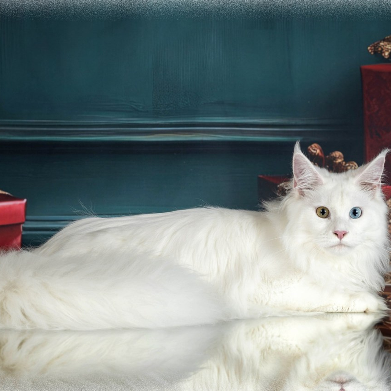 Отзывы. Фотограф-анималист в Омске Екатерина Маричева