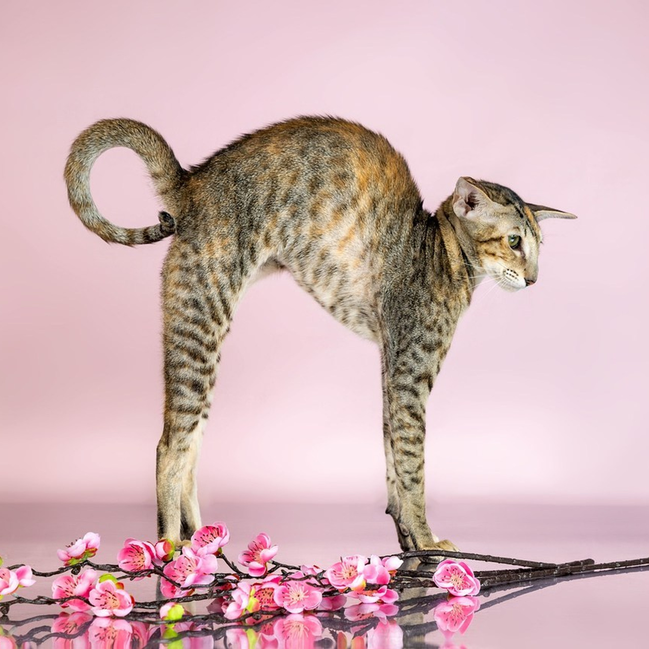 Отзывы. Фотограф-анималист в Омске Екатерина Маричева