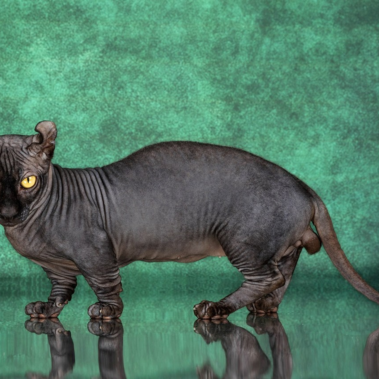 Отзывы. Фотограф-анималист в Омске Екатерина Маричева