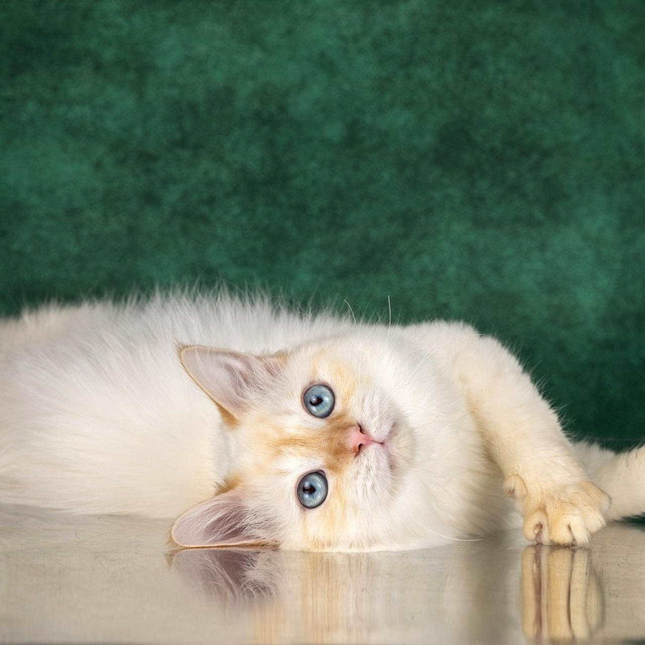 Отзывы. Фотограф-анималист в Омске Екатерина Маричева