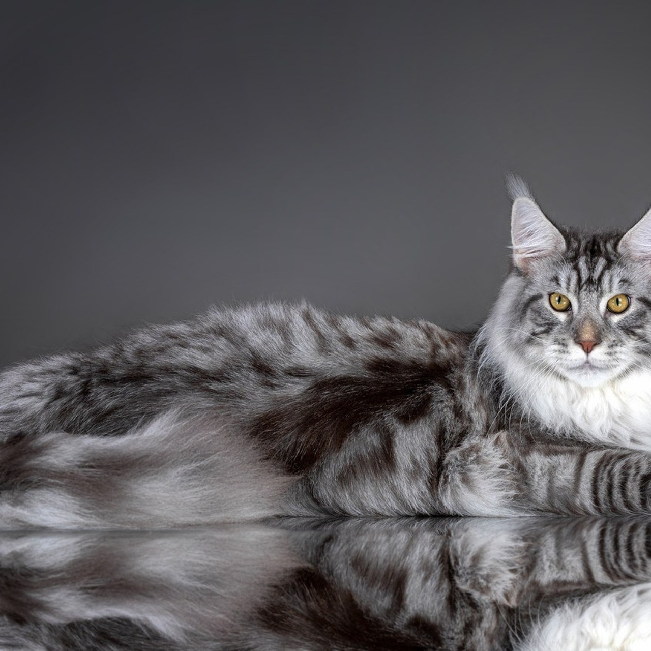 Отзывы. Фотограф-анималист в Омске Екатерина Маричева