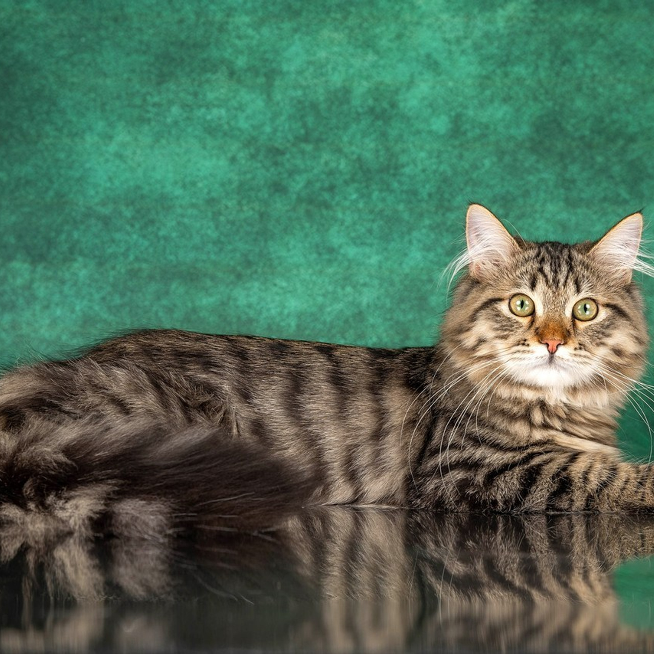 Отзывы. Фотограф-анималист в Омске Екатерина Маричева