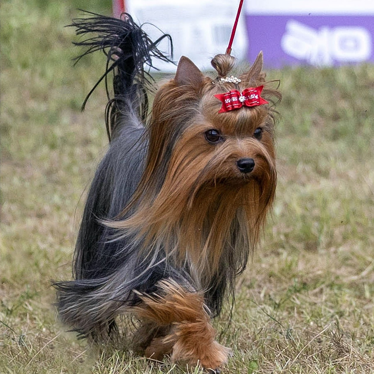 Отзывы. Фотограф-анималист в Омске Екатерина Маричева