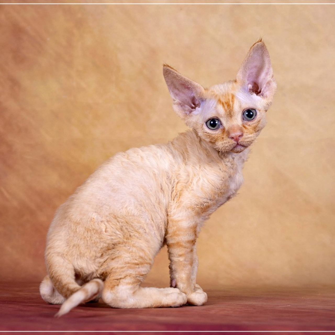 Отзывы. Фотограф-анималист в Омске Екатерина Маричева