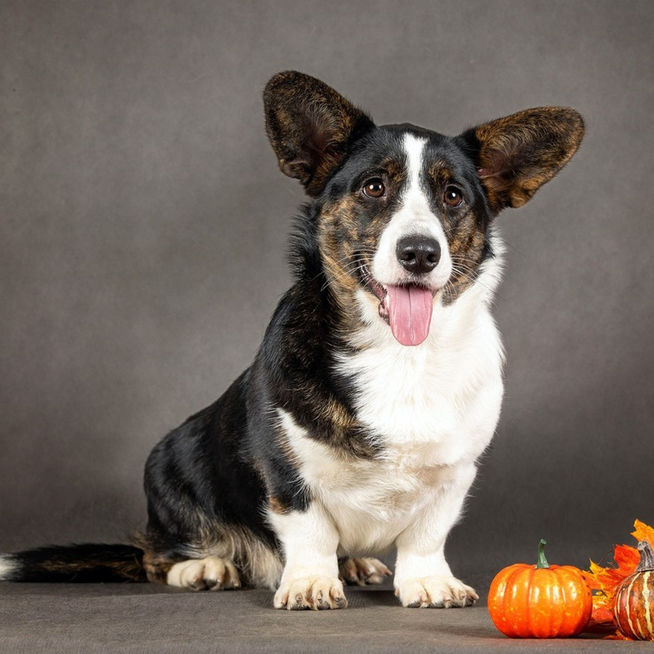 Отзывы. Фотограф-анималист в Омске Екатерина Маричева