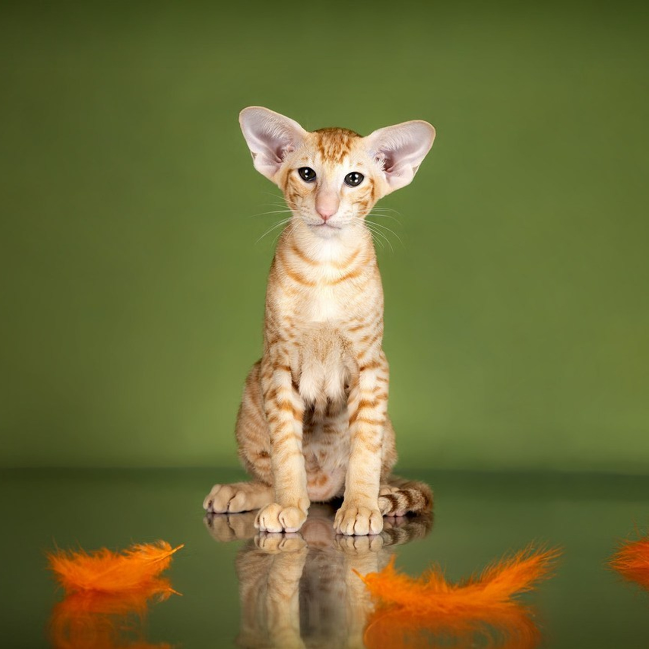 Отзывы. Фотограф-анималист в Омске Екатерина Маричева