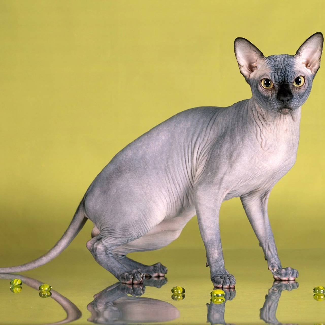 Отзывы. Фотограф-анималист в Омске Екатерина Маричева