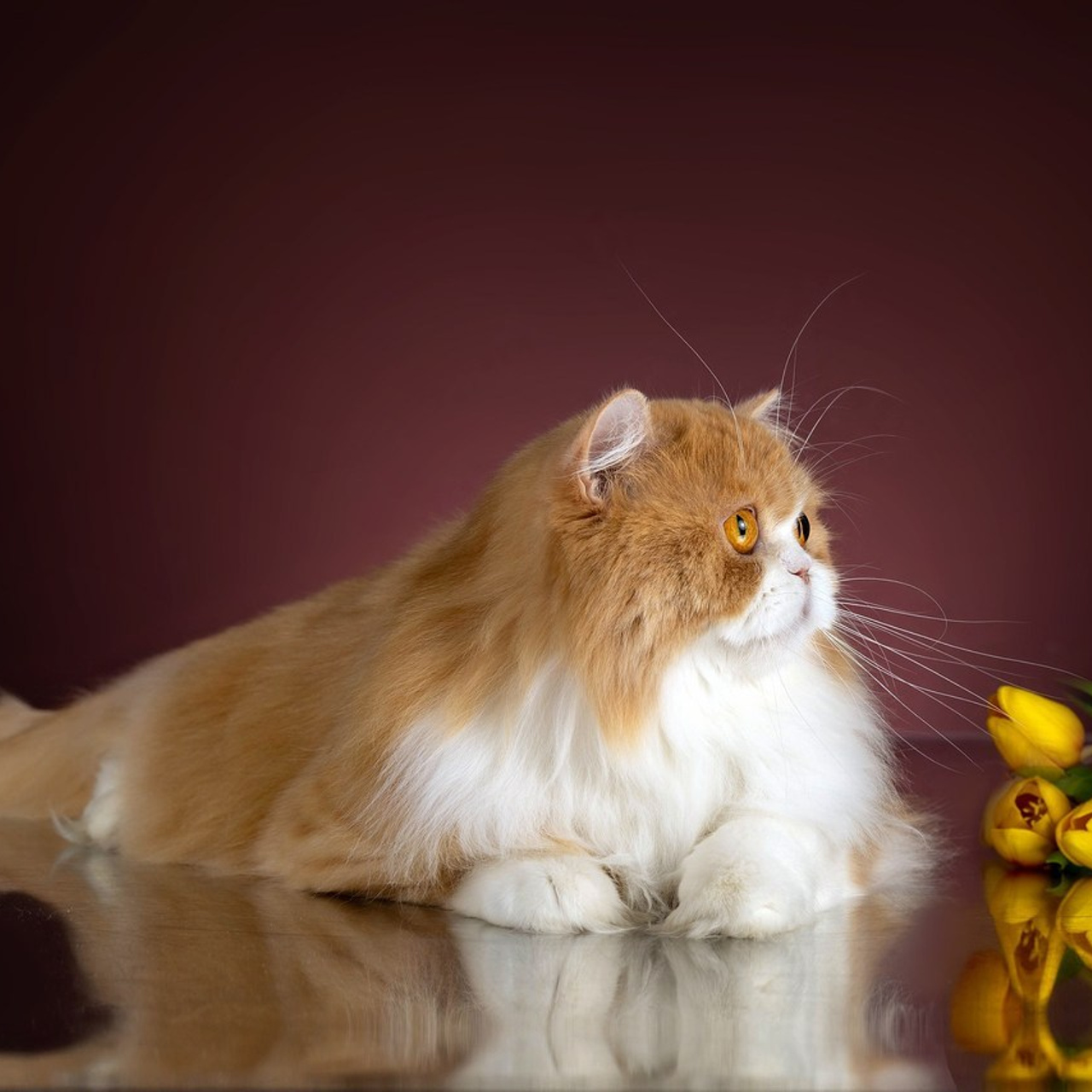 Отзывы. Фотограф-анималист в Омске Екатерина Маричева