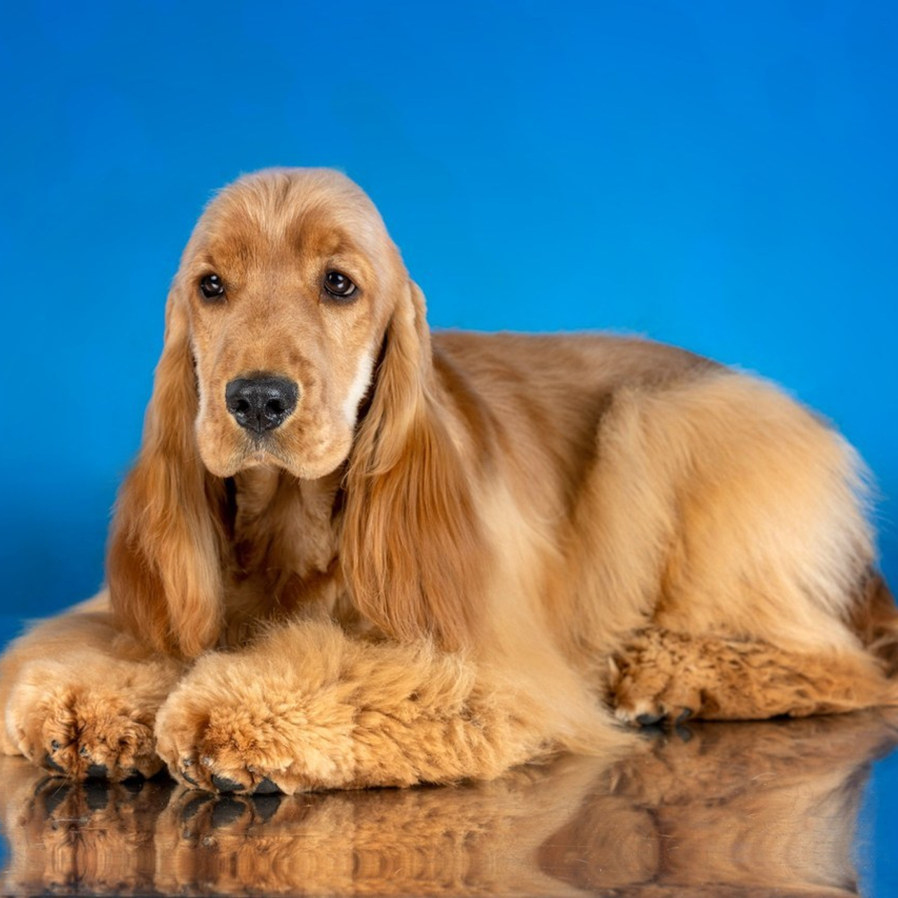 Отзывы. Фотограф-анималист в Омске Екатерина Маричева