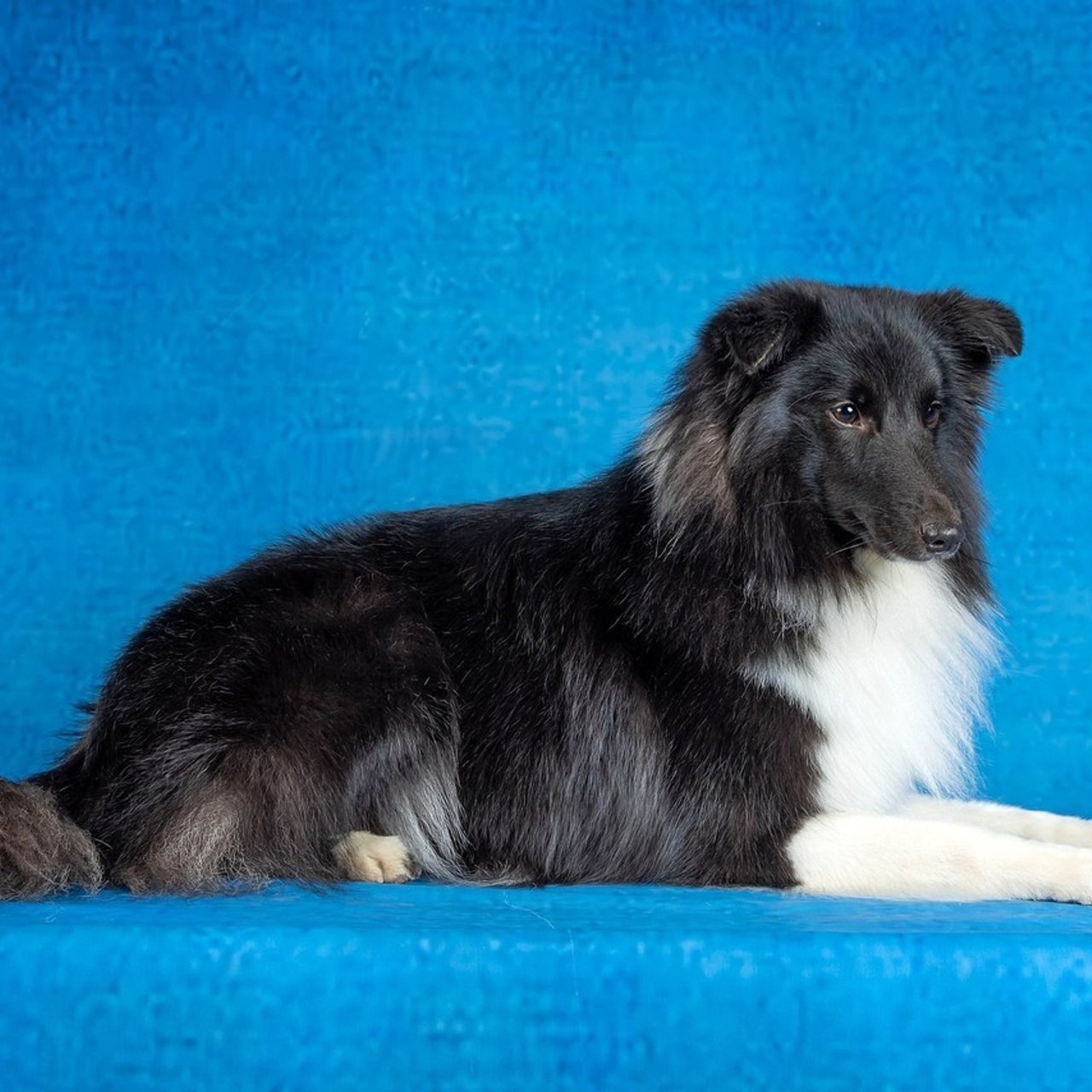 Отзывы. Фотограф-анималист в Омске Екатерина Маричева