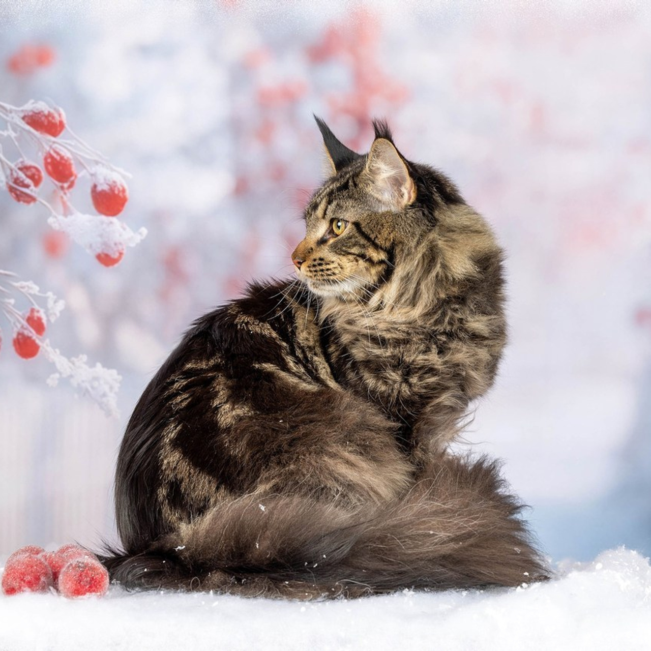 Отзывы. Фотограф-анималист в Омске Екатерина Маричева