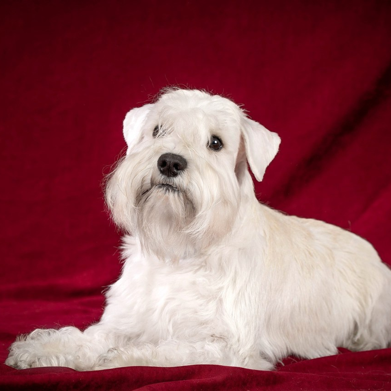 Отзывы. Фотограф-анималист в Омске Екатерина Маричева