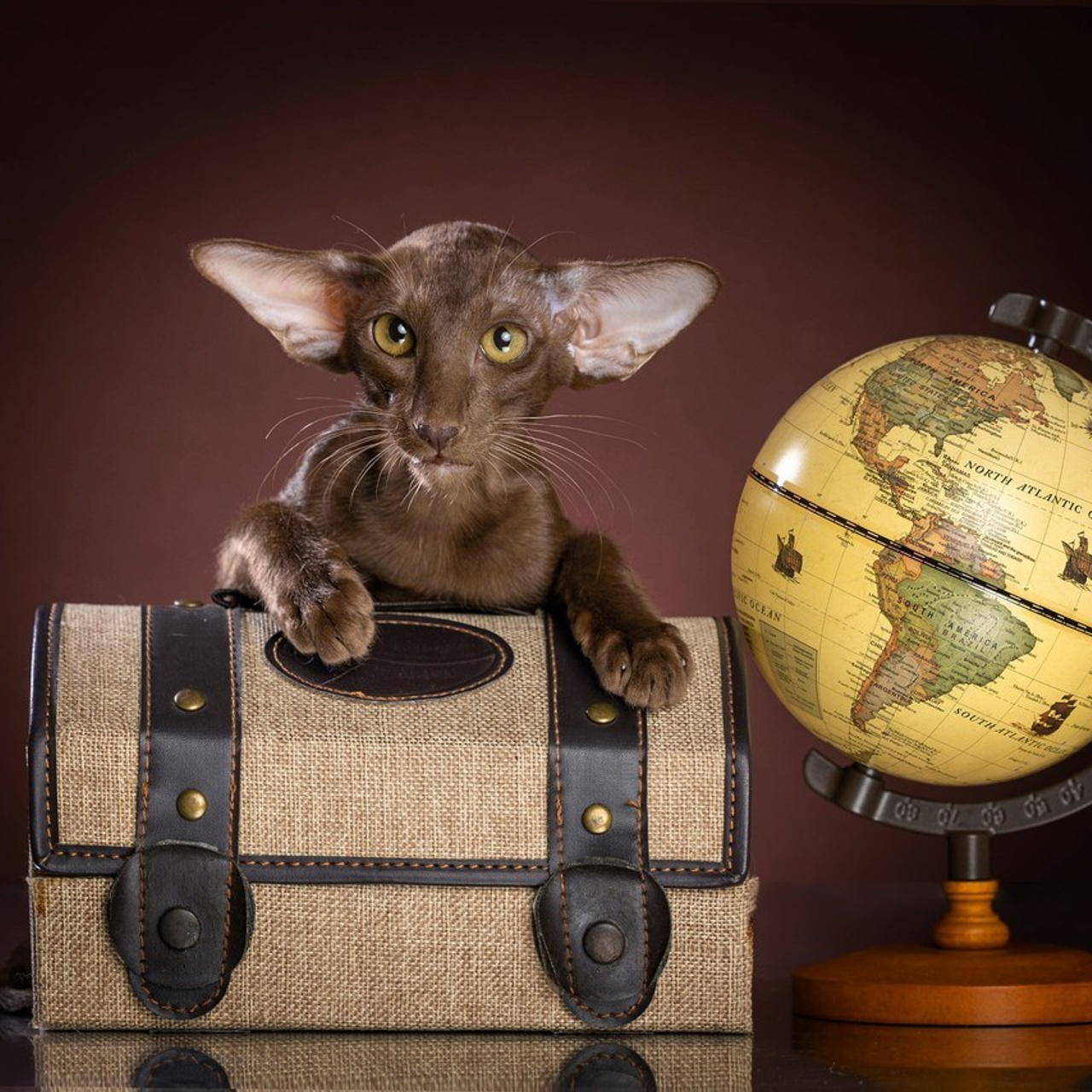 Отзывы. Фотограф-анималист в Омске Екатерина Маричева