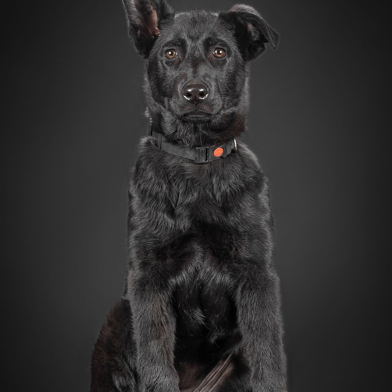 Отзывы. Фотограф-анималист в Омске Екатерина Маричева