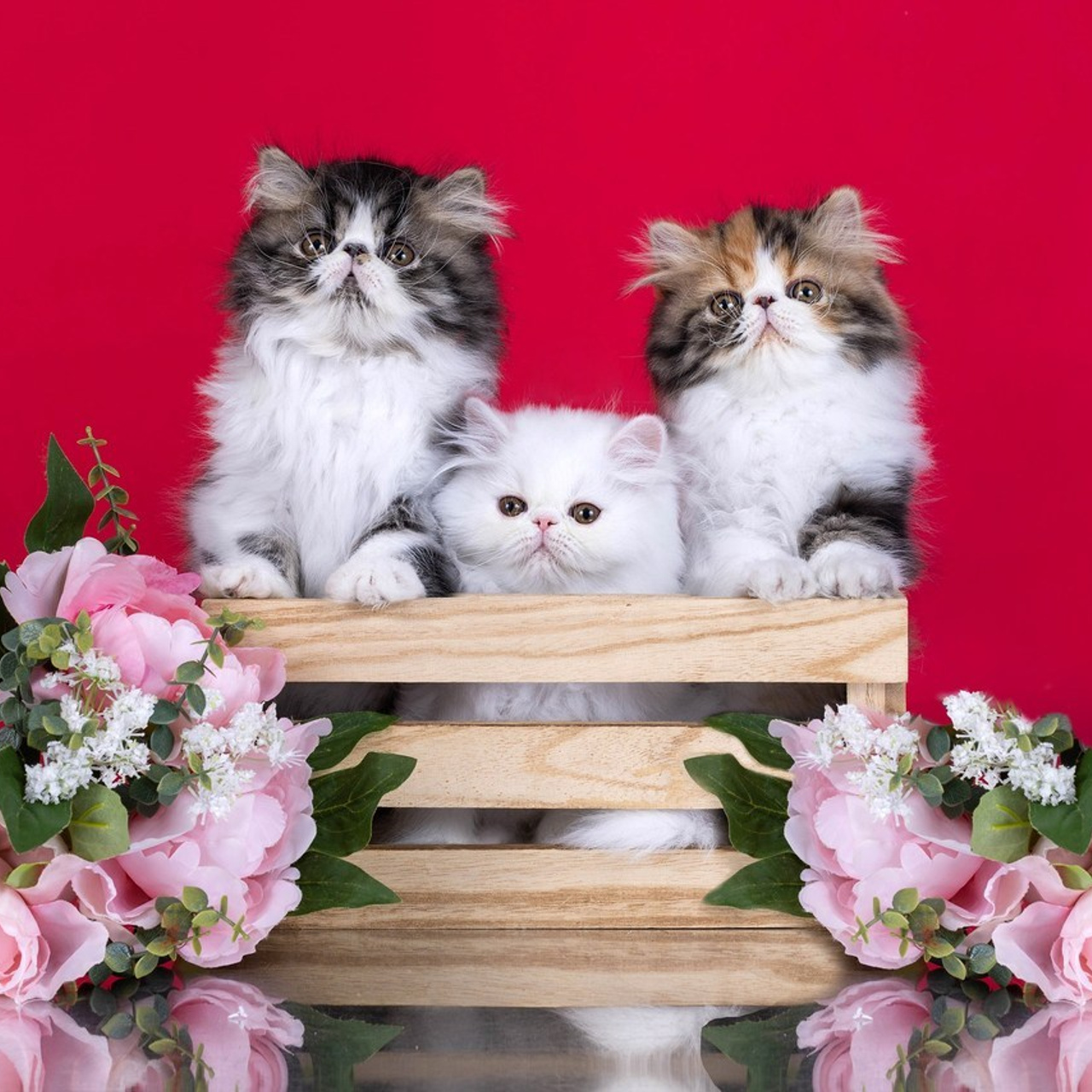 Отзывы. Фотограф-анималист в Омске Екатерина Маричева