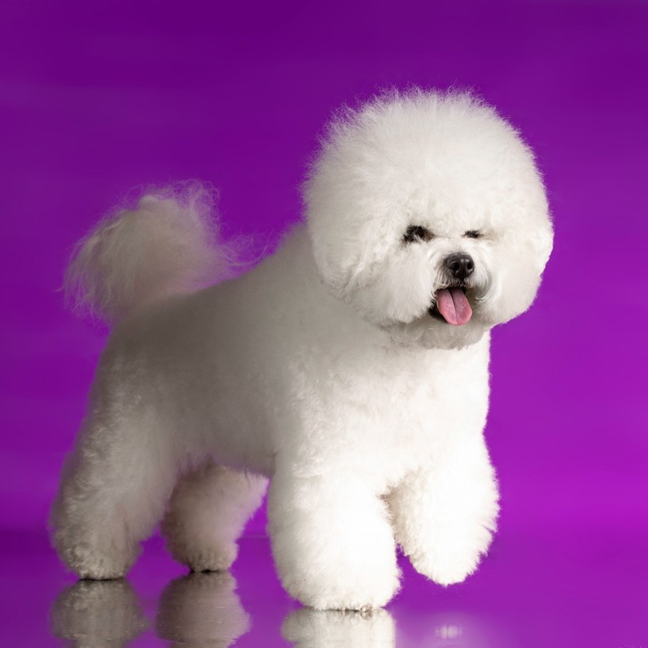 Отзывы. Фотограф-анималист в Омске Екатерина Маричева