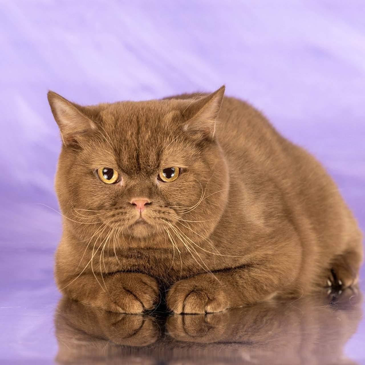 Отзывы. Фотограф-анималист в Омске Екатерина Маричева