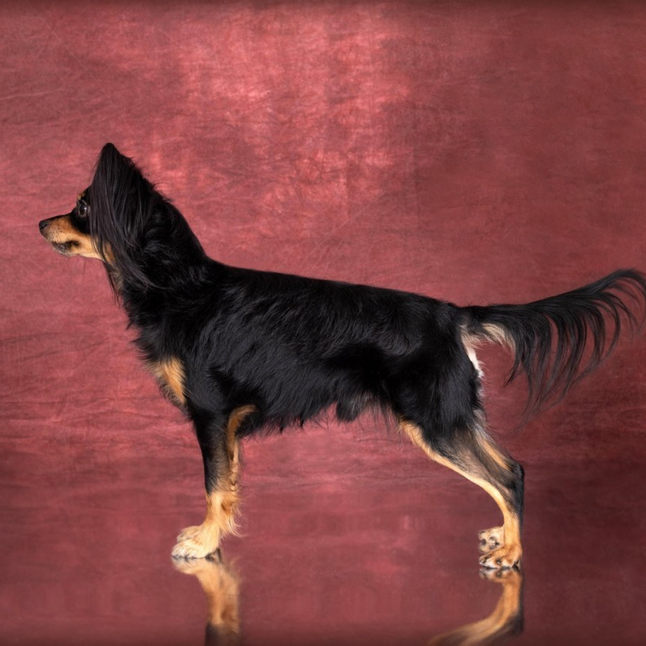 Отзывы. Фотограф-анималист в Омске Екатерина Маричева