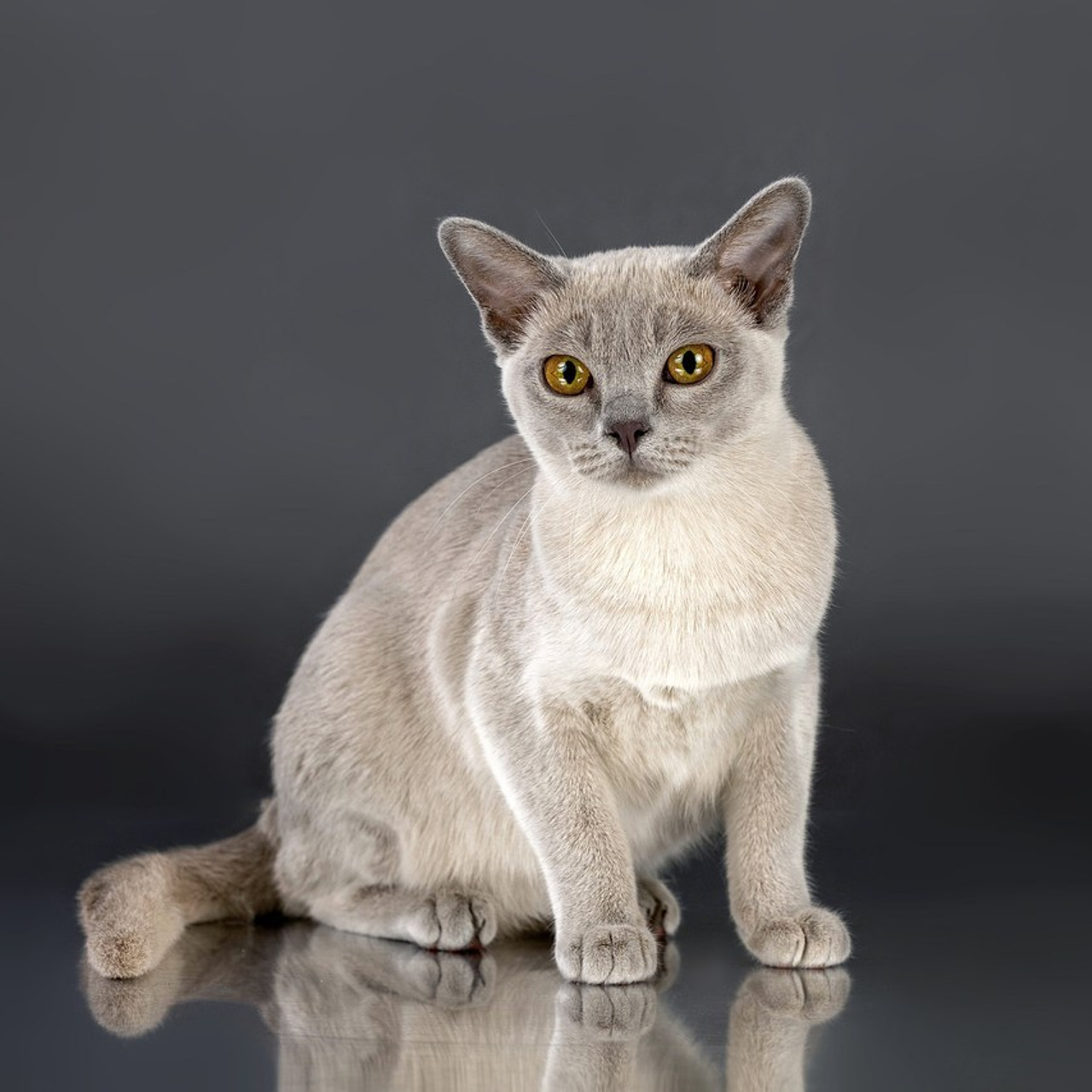 Отзывы. Фотограф-анималист в Омске Екатерина Маричева