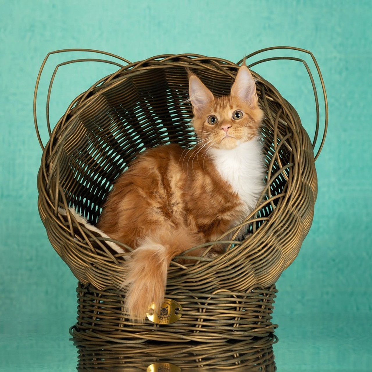 Отзывы. Фотограф-анималист в Омске Екатерина Маричева