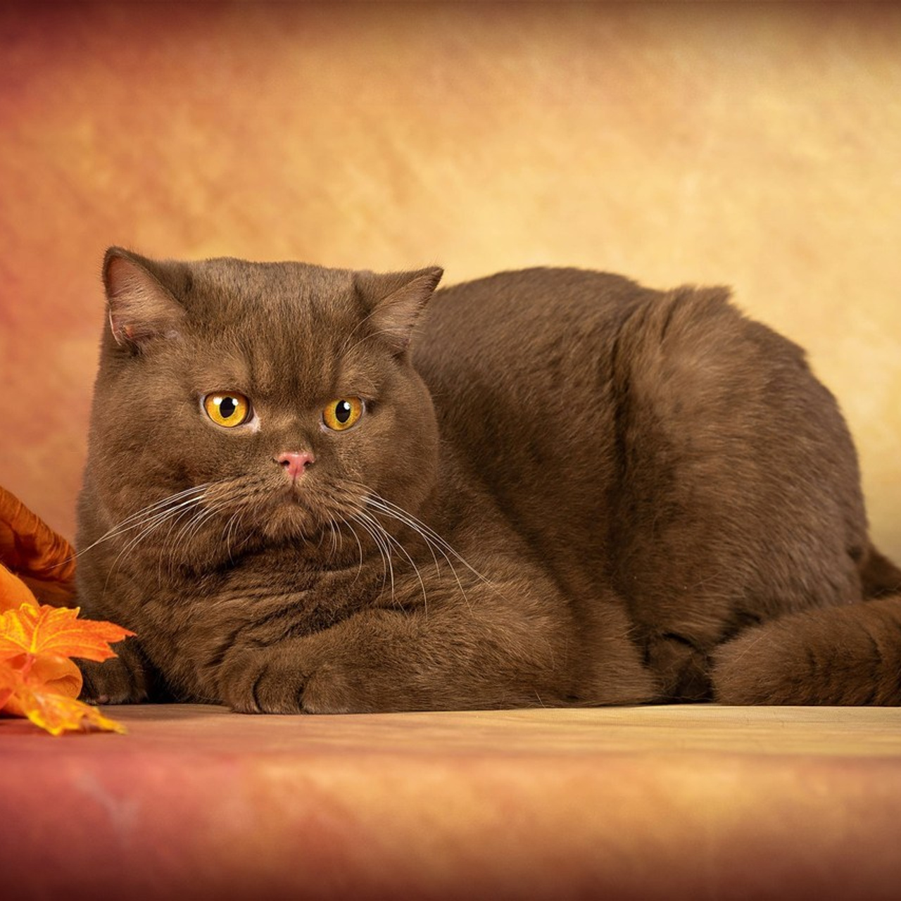 Отзывы. Фотограф-анималист в Омске Екатерина Маричева