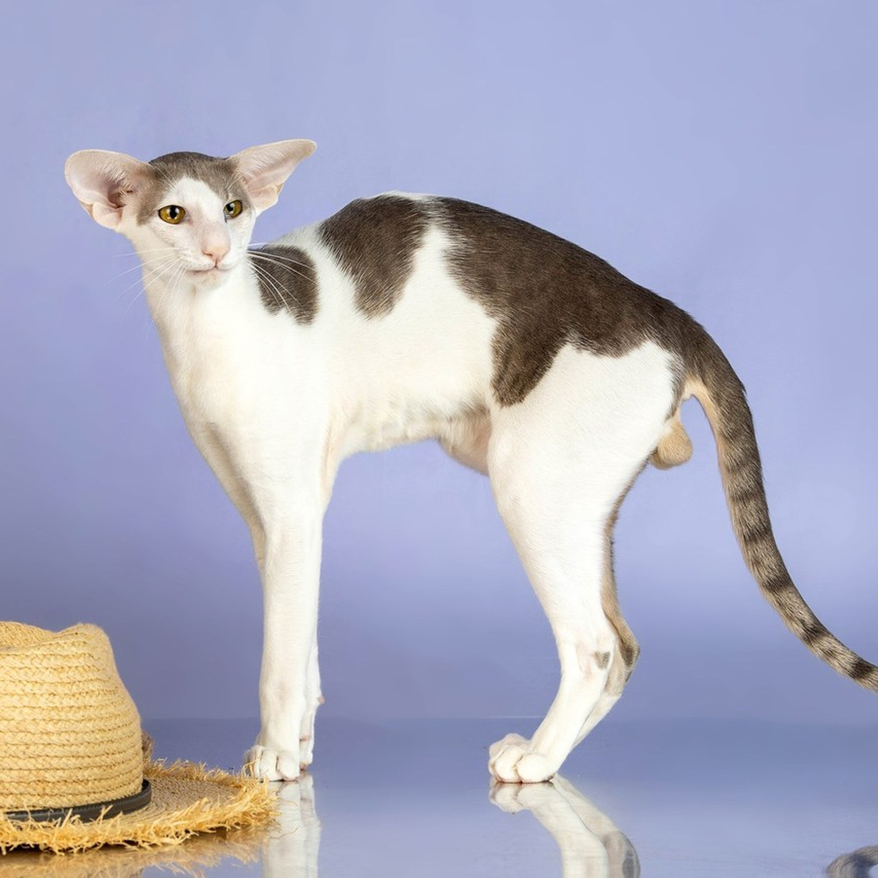 Отзывы. Фотограф-анималист в Омске Екатерина Маричева