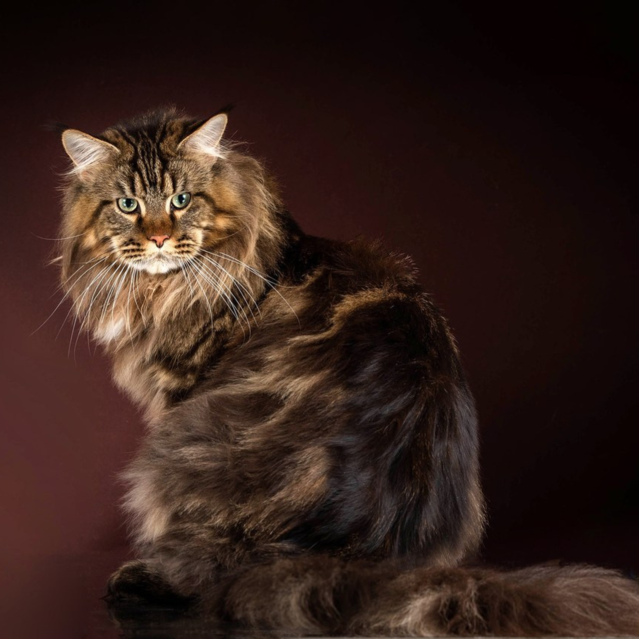 Отзывы. Фотограф-анималист в Омске Екатерина Маричева