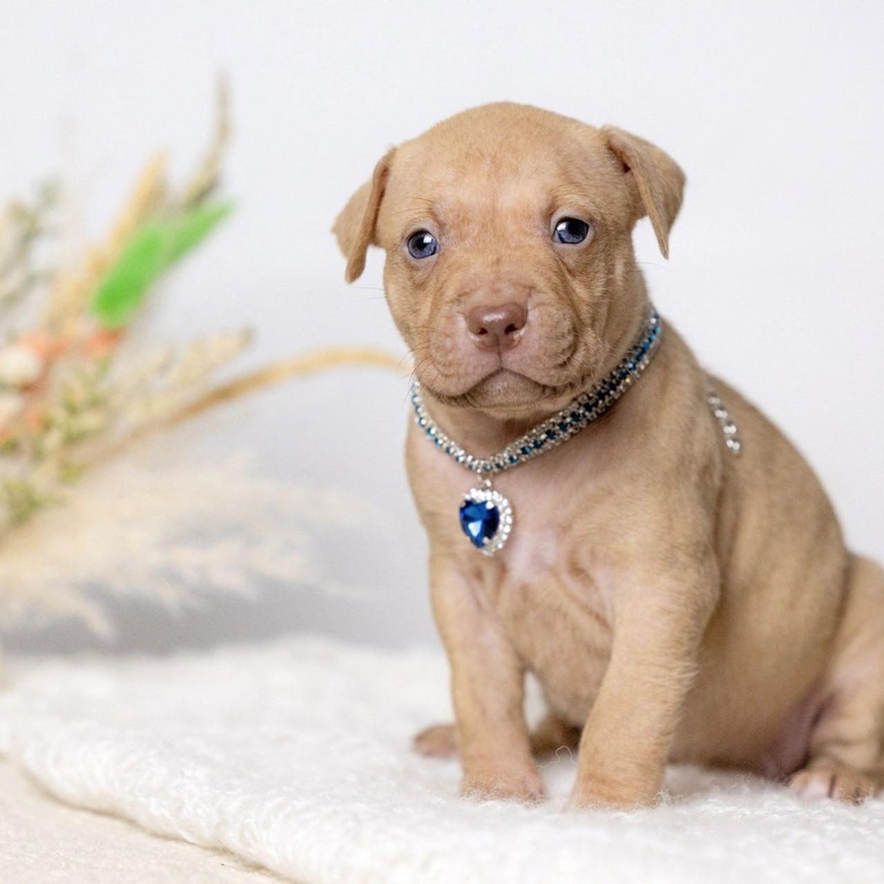 Отзывы. Фотограф Анималист в Перми Анастасия Остерман