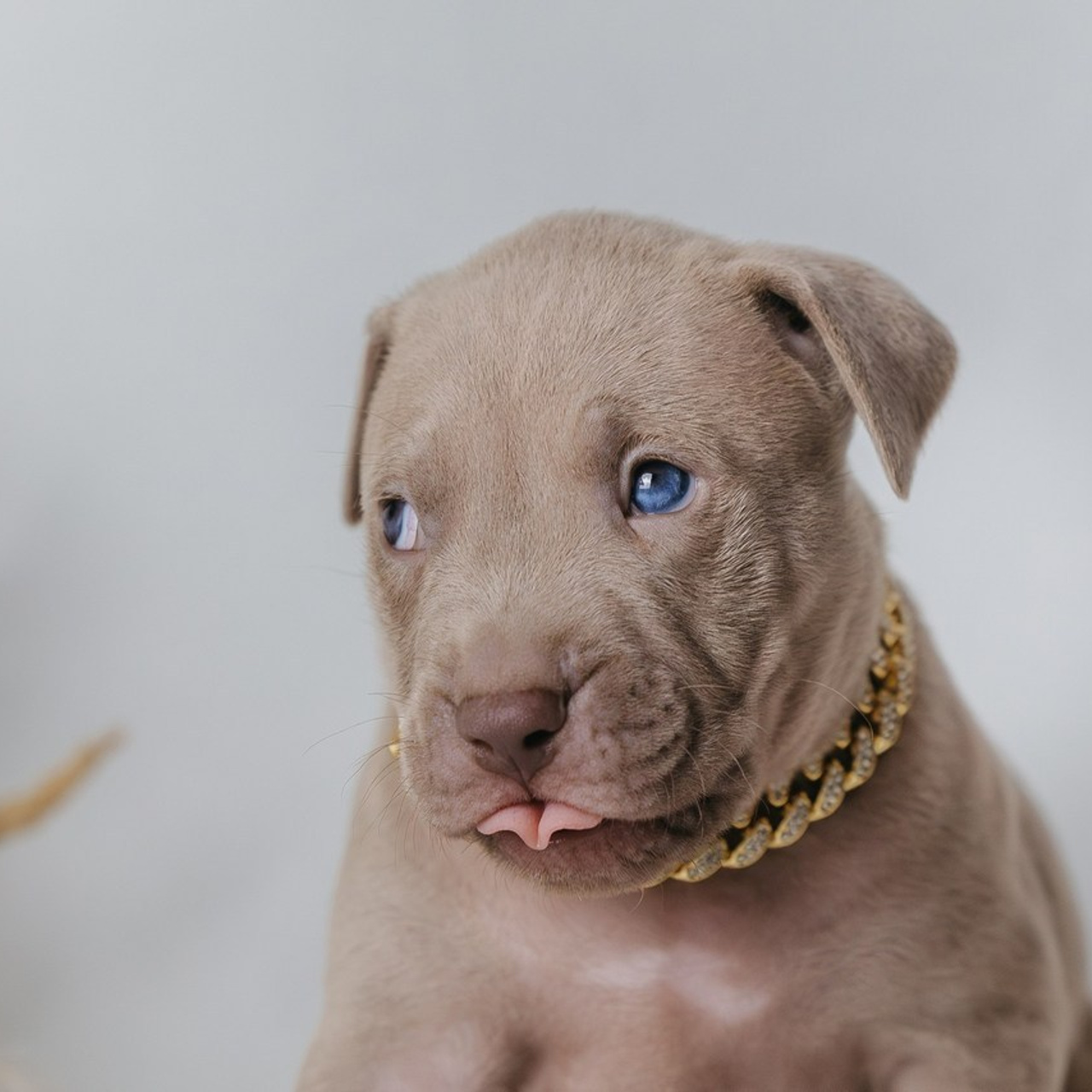 Отзывы. Фотограф Анималист в Перми Анастасия Остерман