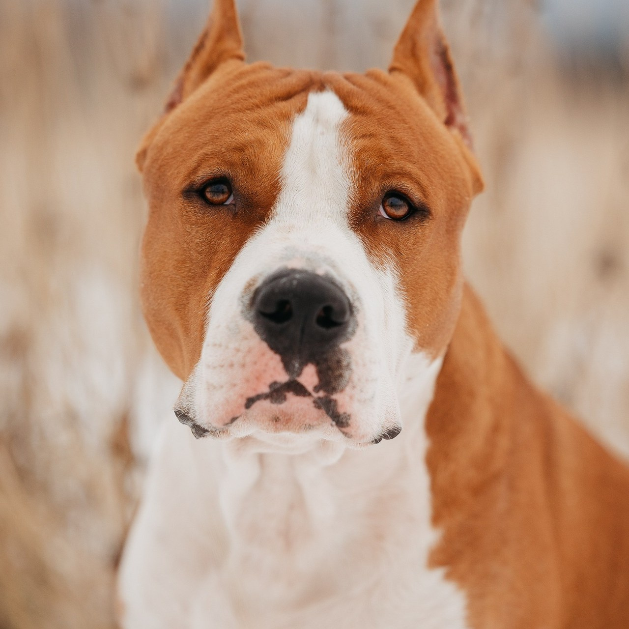 Отзывы. Фотограф Анималист в Перми Анастасия Остерман