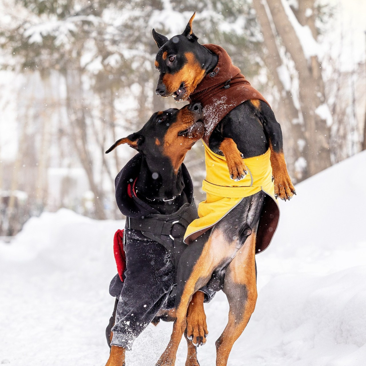 Отзывы. Фотограф Анималист в Перми Анастасия Остерман